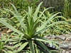 Agave bracteosa