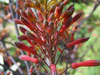 Aloe branddraaiensis