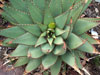 Aloe broomii