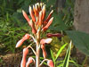 Aloe buettneri