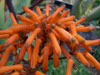 Aloe buhrii