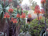 Aloe burgersfortensis