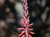 Aloe bussei