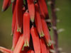 Aloe bussei