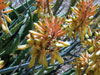 Aloe camperi