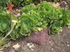 Aeonium canariense