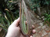 Aloe canarina
