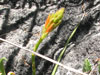 Aloe cannellii