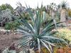 Agave cantala