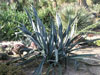 Agave cantala