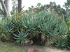 Aloe castanea