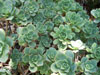 Aeonium castello-paivae