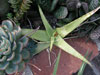 Aloe castellorum