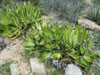 Agave celsii