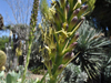 Agave celsii