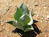 Agave celsii