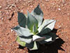 Agave celsii