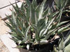 Agave cerulata