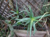 Aloe cheranganiensis