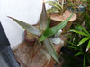 Aloe chlorantha
