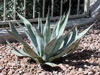 Agave delamateri