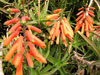 Aloe ciliaris