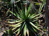 Aloe cipolinicola