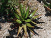 Aloe cipolinicola