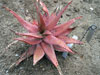 Aloe classenii