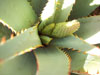 Aloe claviflora