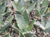 Agave colorata