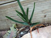 Aloe commixta