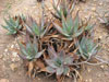 Aloe comptonii