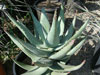 Aloe comptonii