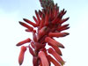 Aloe congolensis