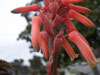 Aloe congolensis