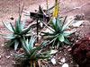 Aloe conifera