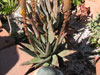 Aloe conifera