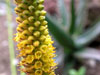 Aloe conifera