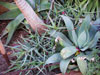 Aloe cremnophila