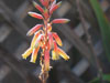 Aloe cremnophila