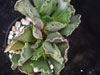 Adromischus cristatus