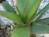 Aloe cryptoflora