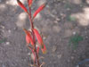 Aloe cryptophylla