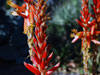 Aloe cryptopoda