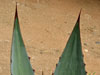 Agave cupreata