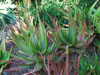 Aloe dawei