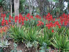 Aloe debrana