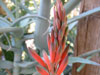 Aloe decaryi