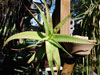Aloe decurva